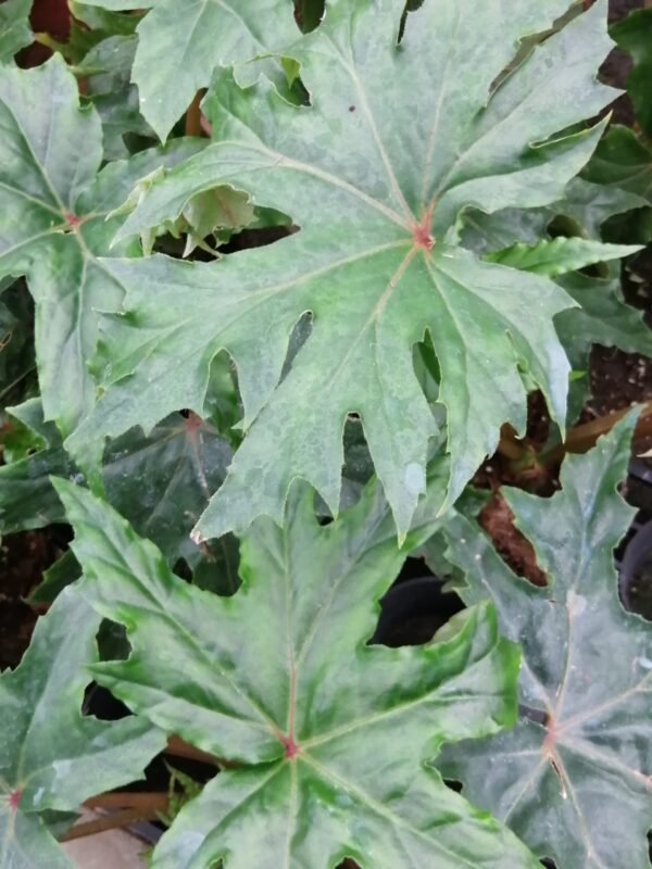 Begonia crassicaulis Lindley