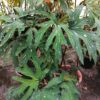 Begonia aconitifolia A.de Candolle