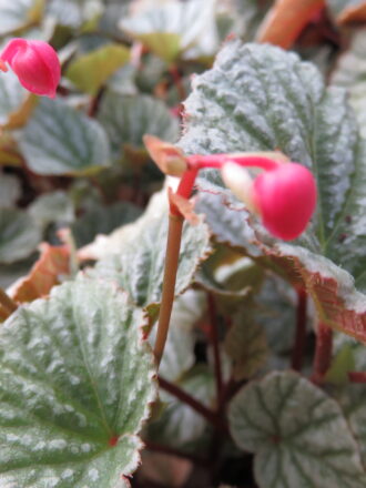 Begonia 'Abel Carriere'