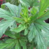 Begonia aconitifolia A.de Candolle