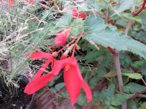 Begonia boliviensis 'Firecracker'