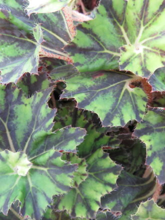 Begonia 'Brown Twist'
