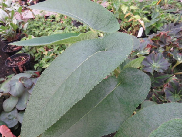 Begonia egregia N.E, Brown