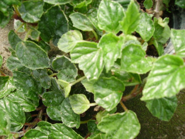 Begonia fagifolia