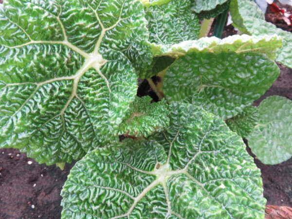 Begonia gehrtii, Irmscher