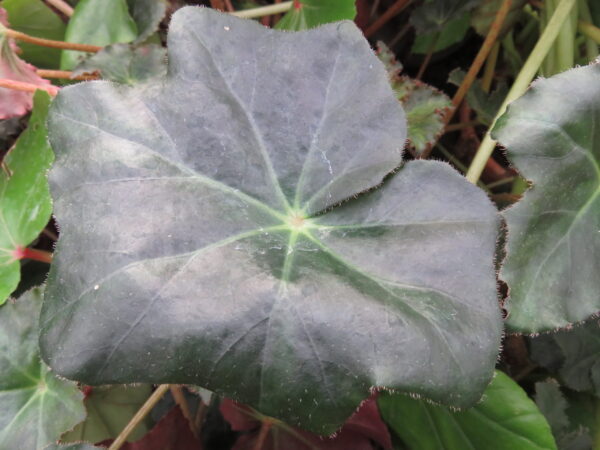 Begonia 'Heracleicotyle' sin. 'Mrs Towsend'