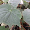 Begonia itaguassuensis