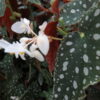 Begonia maculata var. wightii