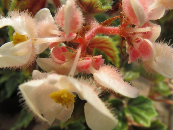 Begonia metallica