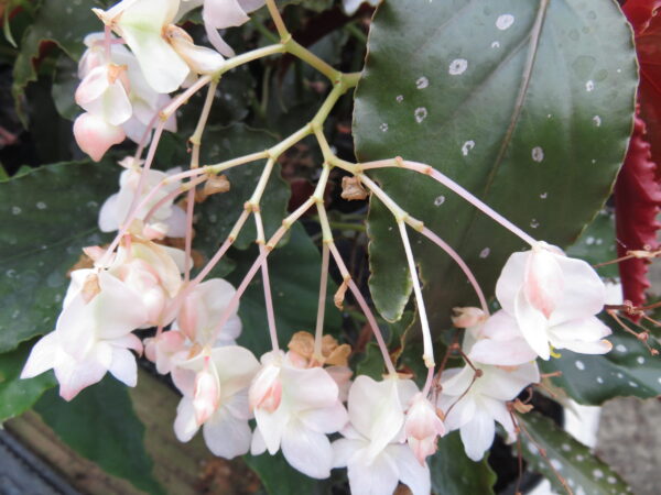 Begonia 'Papillon'