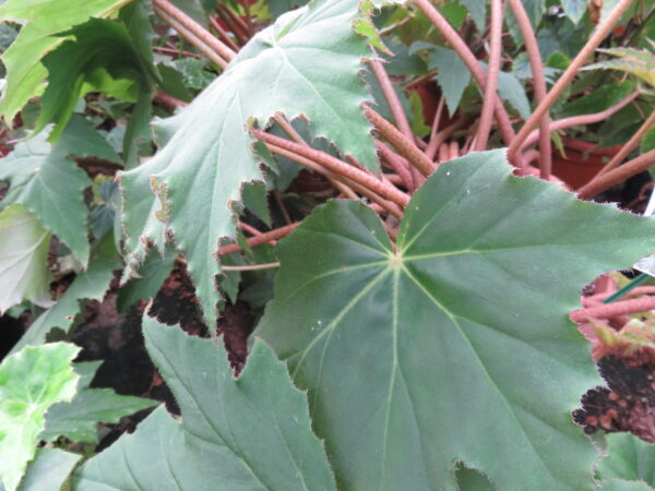 Begonia Ricinifolia