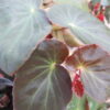 Begonia 'Stormbird'