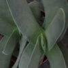 Cactus & Succulente