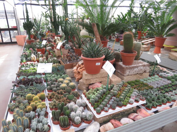Cactus & Succulente