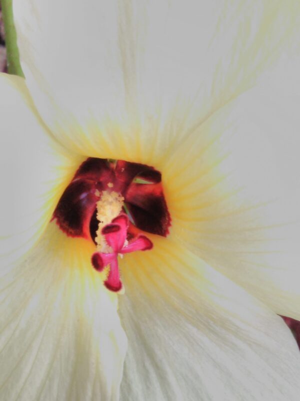 Hibiscus manihot sin. Abelmoschus manihot
