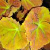 Begonia Autumn Ember