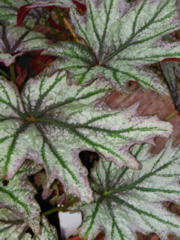 Begonia 'Conniee Boswell'