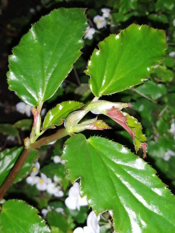 Begonia cyatophora Poepping & Endlicher