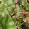 Begonia 'Erythrophylla Helix'