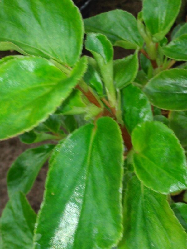 Begonia foliosa var. amplifolia