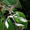 Begonia foliosa var. amplifolia
