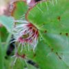 Begonia manicata