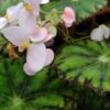 Begonia mazae var. nigricans