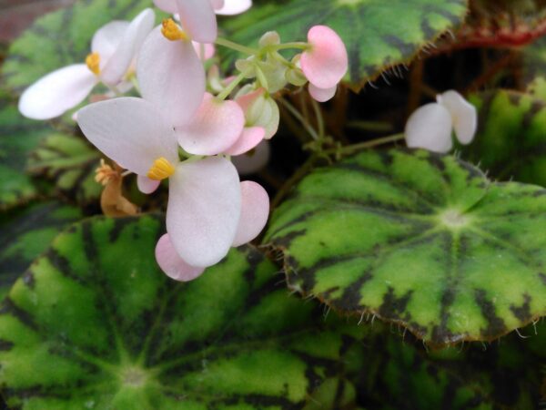Begonia mazae var. nigricans