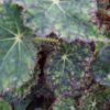 Begonia 'Norah Bedson'