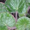 Begonia paleata
