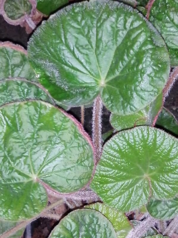 Begonia paleata
