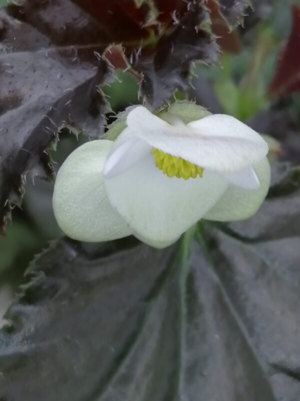 Begonia 'Vivian Hill'