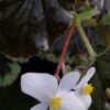 Begonia 'Concord'