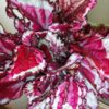 Begonia Spitfire