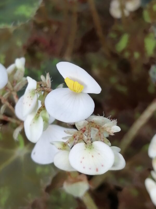 Begonia 'Riolee'