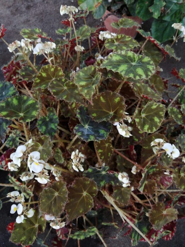 Begonia 'Riolee'