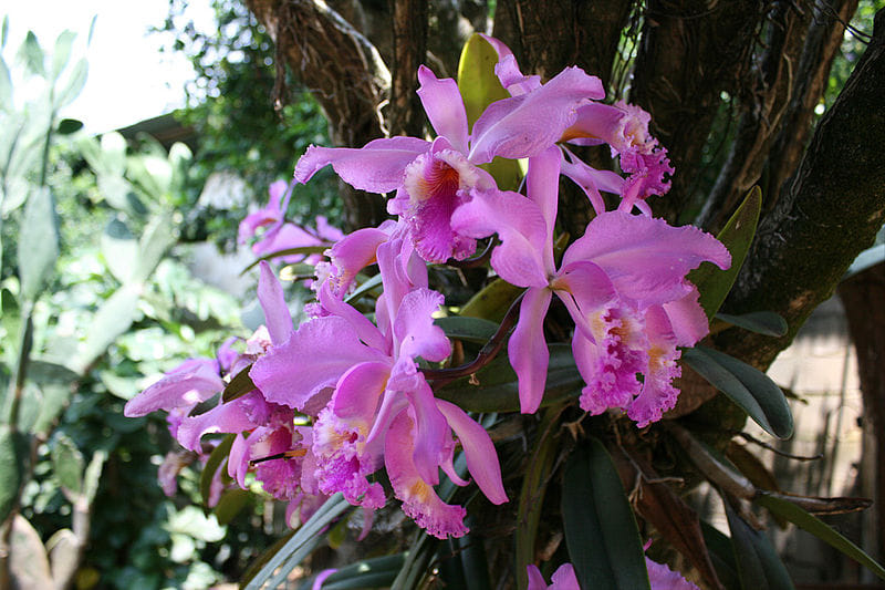 Orchidee e Dolci Emozioni