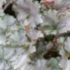 Begonia Dejah Thoris