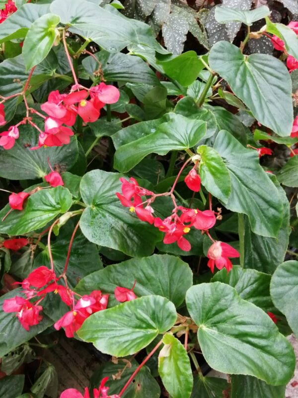 Begonia Christmas Candy