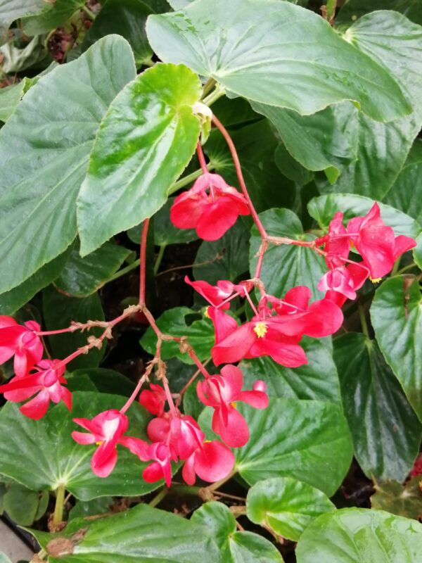 Begonia Christmas Candy