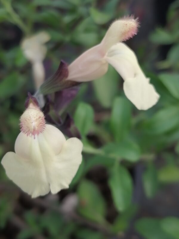 Salvia greggii White